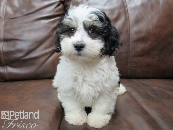 Lhasapoo DOG Male Black and White Parti 25146 Petland Frisco, Texas