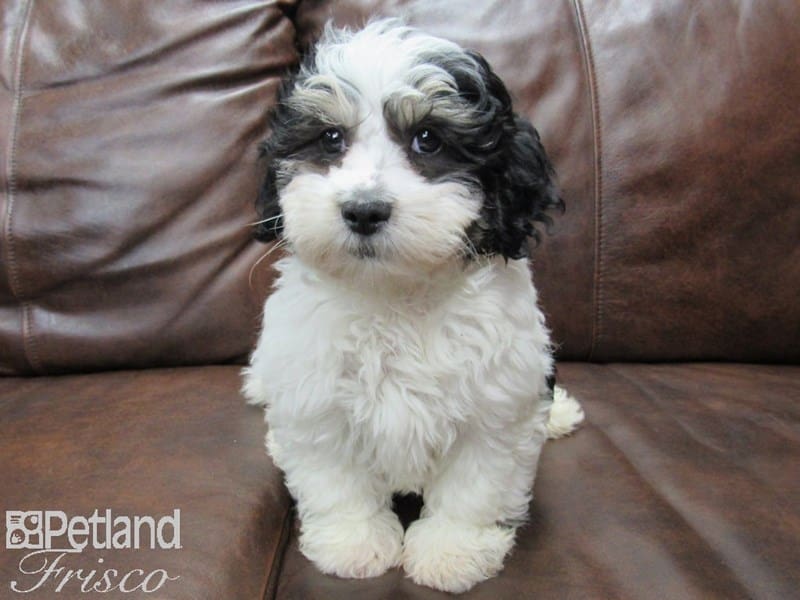 Lhasapoo-DOG-Male-Black and White Parti-2675811-Petland Frisco, Texas