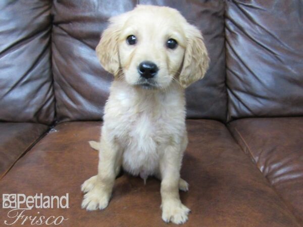 Golden Retriever DOG Male Gold 25145 Petland Frisco, Texas