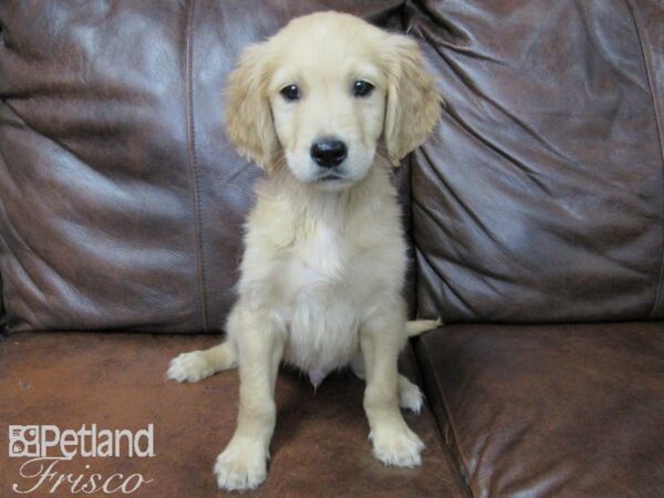 Golden Retriever DOG Male Gold 25144 Petland Frisco, Texas