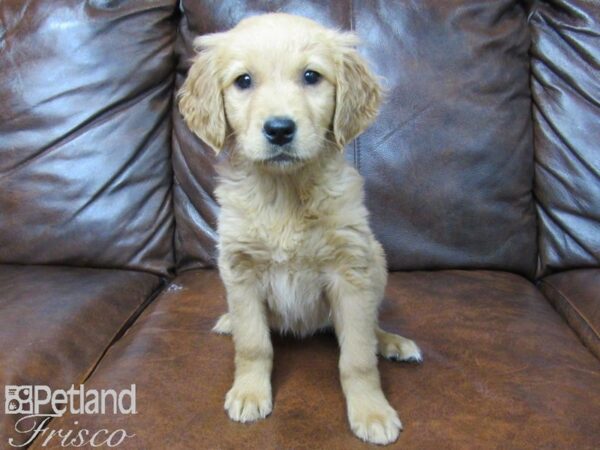 Golden Retriever DOG Female Gold 25142 Petland Frisco, Texas