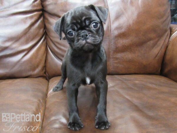 Pug DOG Female Black 25138 Petland Frisco, Texas