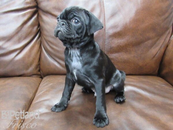 Pug DOG Male Black 25137 Petland Frisco, Texas