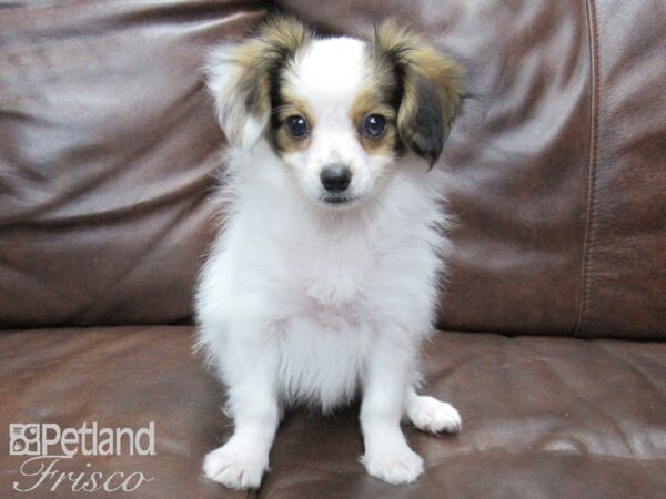 Papillon DOG Male White and Sable 25136 Petland Frisco, Texas