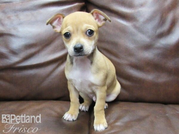 Chihuahua-DOG-Male-Fawn-25134-Petland Frisco & Mckinney, Texas