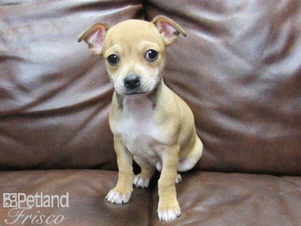 Chihuahua DOG Male Fawn 25134 Petland Frisco, Texas