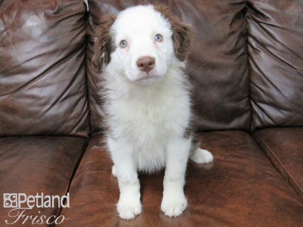 Australian Shepherd DOG Male Red 25133 Petland Frisco, Texas