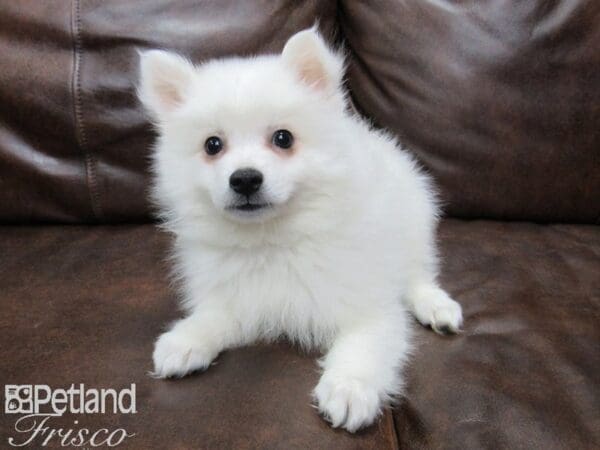 American Eskimo-DOG-Male-White-25132-Petland Frisco, Texas