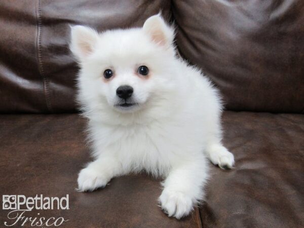 American Eskimo DOG Male White 25132 Petland Frisco, Texas