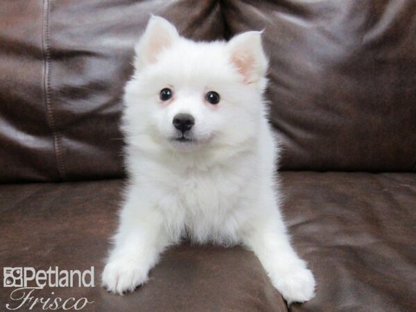 American Eskimo-DOG-Female-White-25131-Petland Frisco & Mckinney, Texas