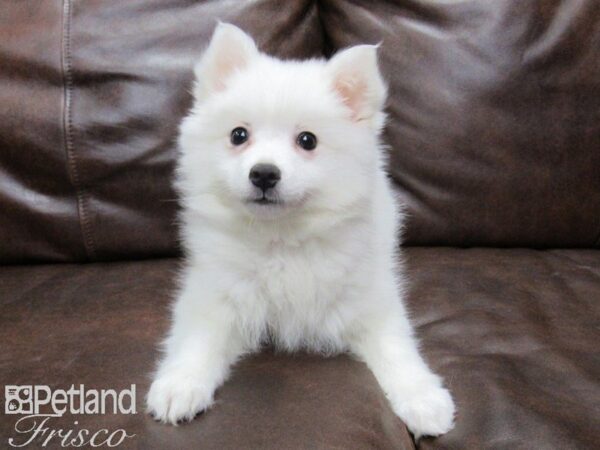 American Eskimo DOG Female White 25131 Petland Frisco, Texas