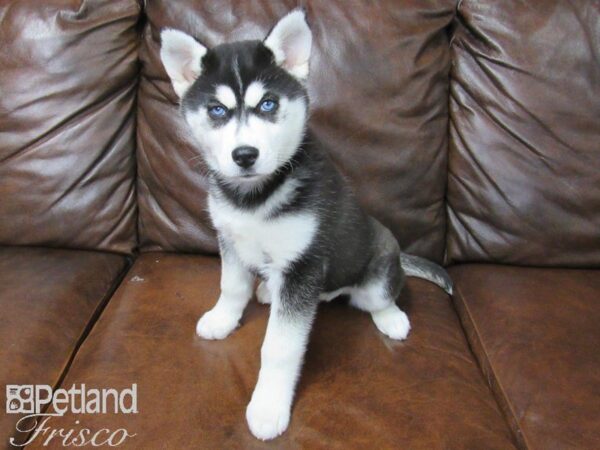 Siberian Husky DOG Female Black and White 25127 Petland Frisco, Texas