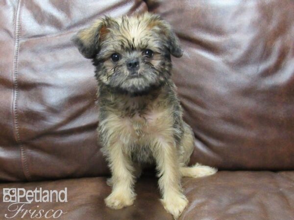 Brussels Griffon DOG Female Red 25126 Petland Frisco, Texas