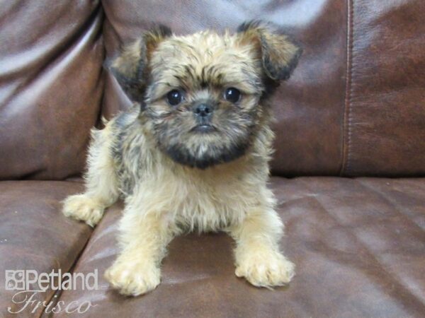 Brussels Griffon DOG Female Red 25125 Petland Frisco, Texas