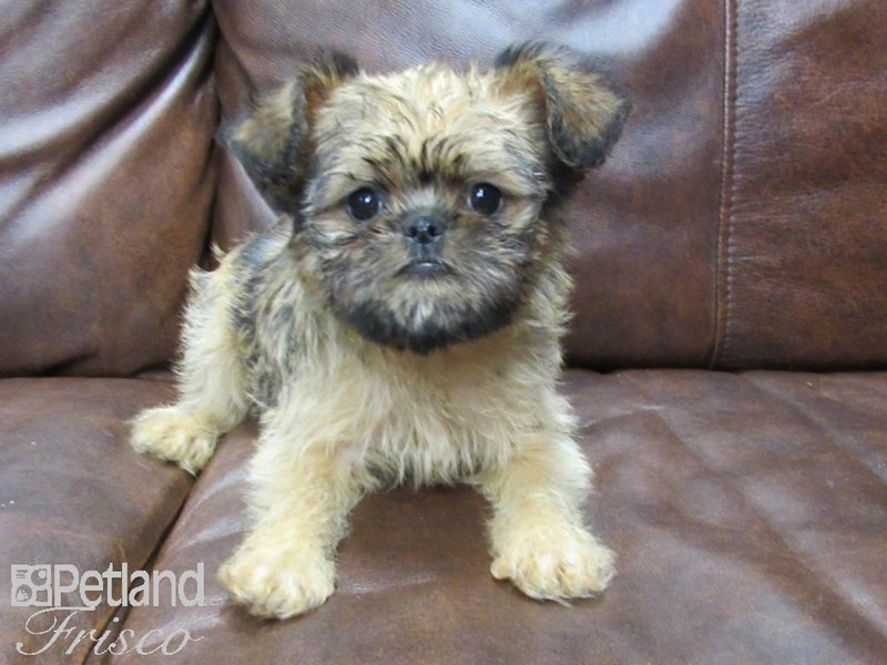 Brussels Griffon Puppy Red ID:25125 Located at Petland Frisco