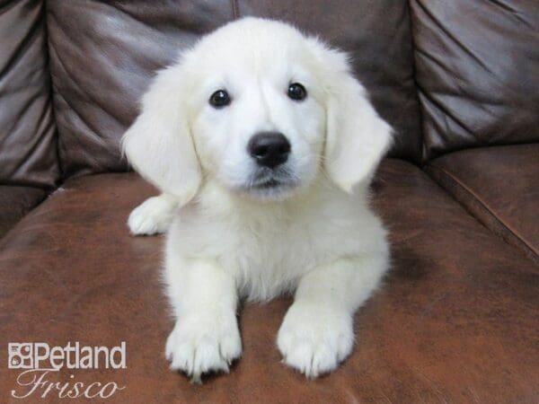 Golden Retriever-DOG-Female-Cream-25123-Petland Frisco, Texas