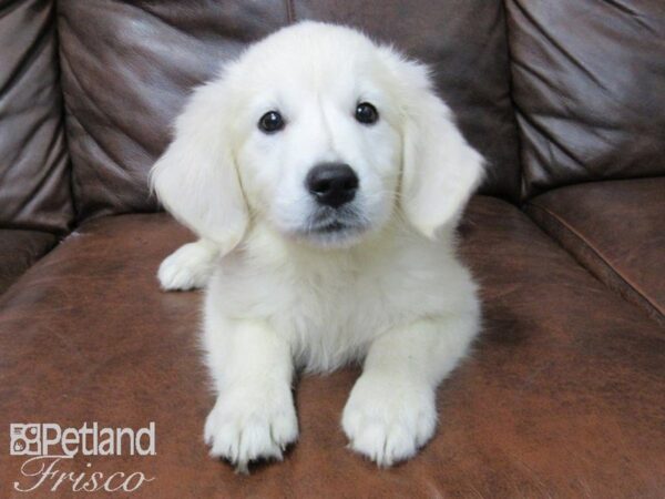 Golden Retriever DOG Female Cream 25123 Petland Frisco, Texas