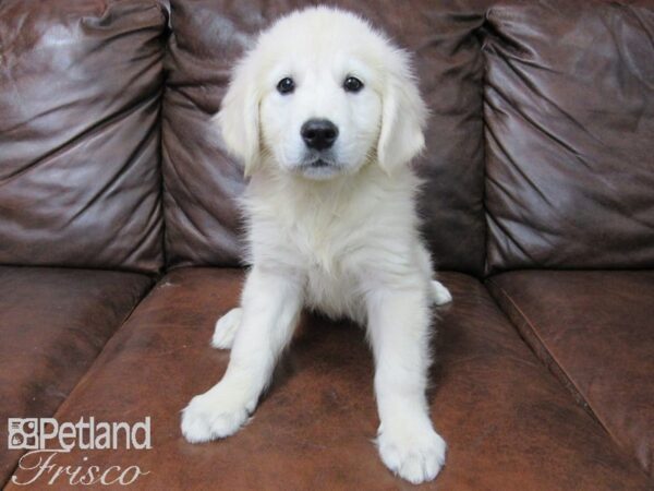 Golden Retriever-DOG-Male-Cream-25122-Petland Frisco & Mckinney, Texas