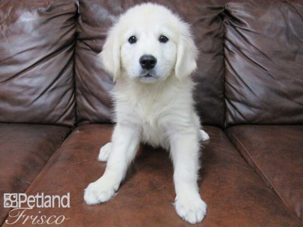 Golden Retriever DOG Male Cream 25122 Petland Frisco, Texas