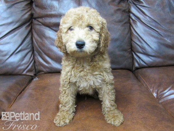 F1B Mini Goldendoodle DOG Male Red 25120 Petland Frisco, Texas