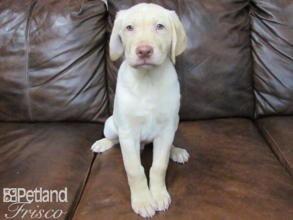 Labrador Retriever DOG Male Cream 25119 Petland Frisco, Texas