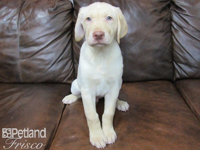 Labrador Retriever-DOG-Male-Cream-2675314-Petland Frisco, Texas