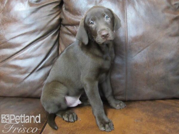 Labrador Retriever DOG Male Chocolate 25118 Petland Frisco, Texas