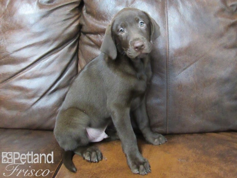 Labrador Retriever-DOG-Male-Chocolate-2675293-Petland Frisco, Texas