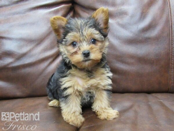 Yorkshire Terrier-DOG-Female-Black & Tan-25117-Petland Frisco & Mckinney, Texas