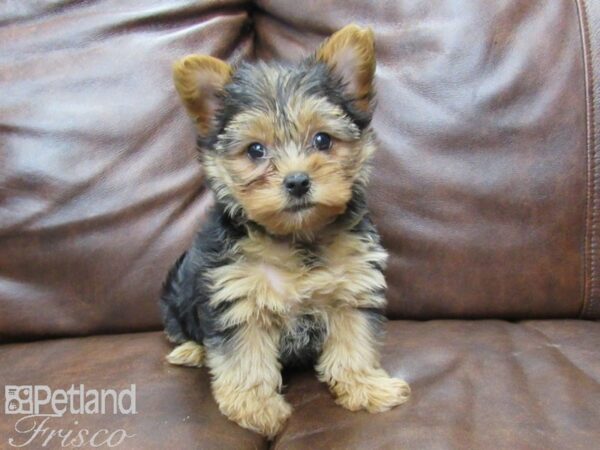 Yorkshire Terrier DOG Female Black & Tan 25117 Petland Frisco, Texas