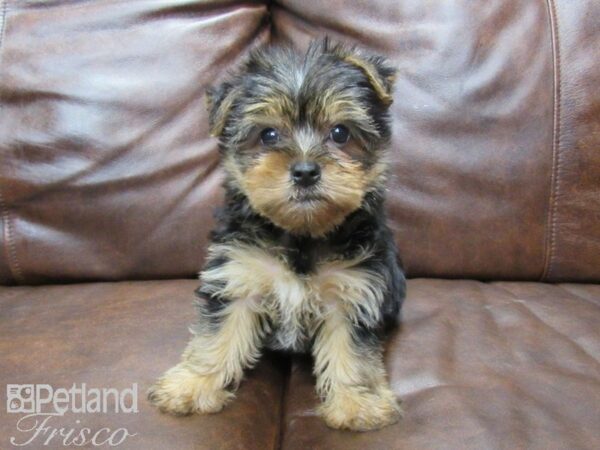 Yorkshire Terrier-DOG-Female-Black & Tan-25116-Petland Frisco & Mckinney, Texas