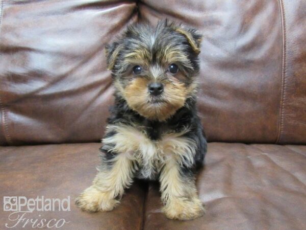 Yorkshire Terrier DOG Female Black & Tan 25116 Petland Frisco, Texas