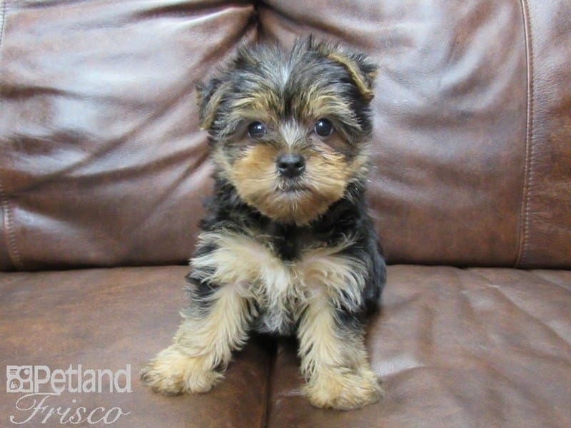 Yorkshire Terrier-DOG-Female-Black & Tan-2674278-Petland Frisco, Texas