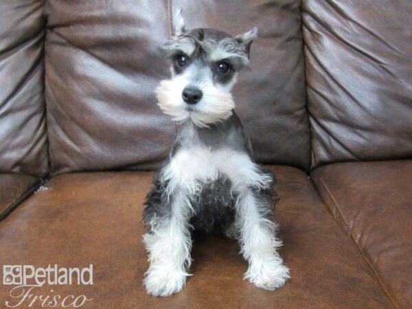 Miniature Schnauzer DOG Female Black & Silver 25201 Petland Frisco, Texas