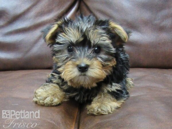 Yorkshire Terrier-DOG-Male-BLK TAN-25193-Petland Frisco & Mckinney, Texas