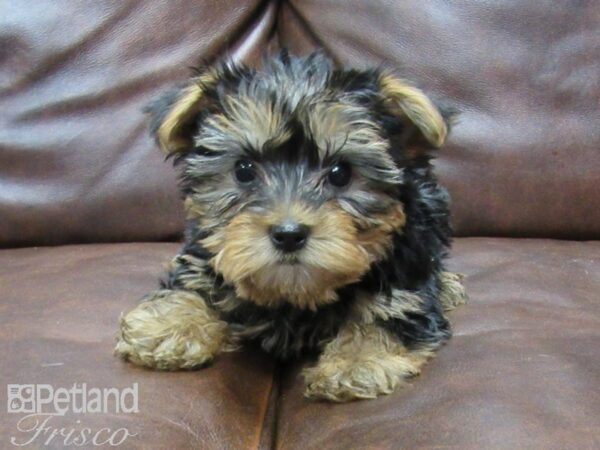 Yorkshire Terrier DOG Male BLK TAN 25193 Petland Frisco, Texas