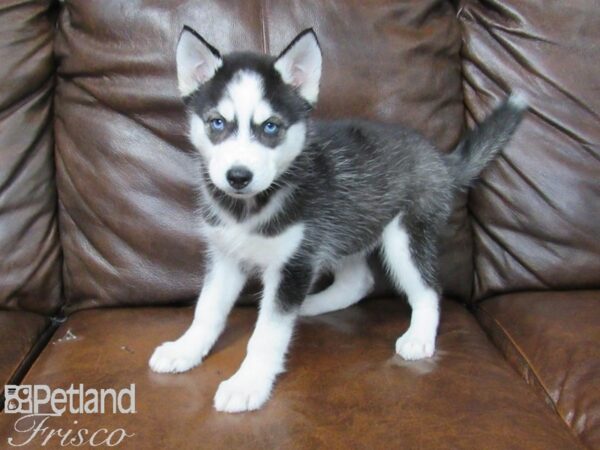 Siberian Husky DOG Female Black White 25182 Petland Frisco, Texas