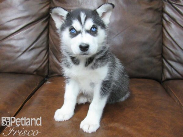 Siberian Husky DOG Female Black White 25175 Petland Frisco, Texas