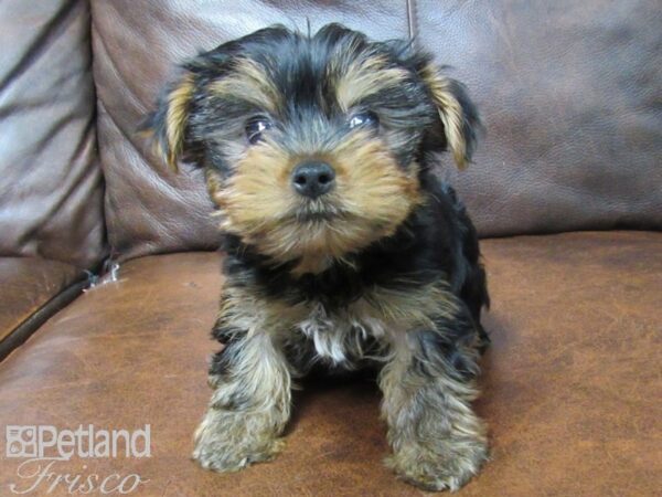 Yorkshire Terrier DOG Male Black & Tan 25170 Petland Frisco, Texas