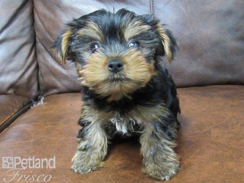 Yorkshire Terrier-DOG-Male-Black & Tan-2676145-Petland Frisco, Texas