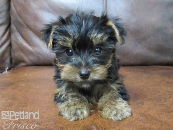 Yorkshire Terrier DOG Male Black & Tan 25169 Petland Frisco, Texas