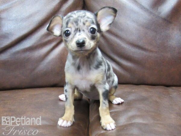 Chihuahua-DOG-Female-Merle-25168-Petland Frisco & Mckinney, Texas