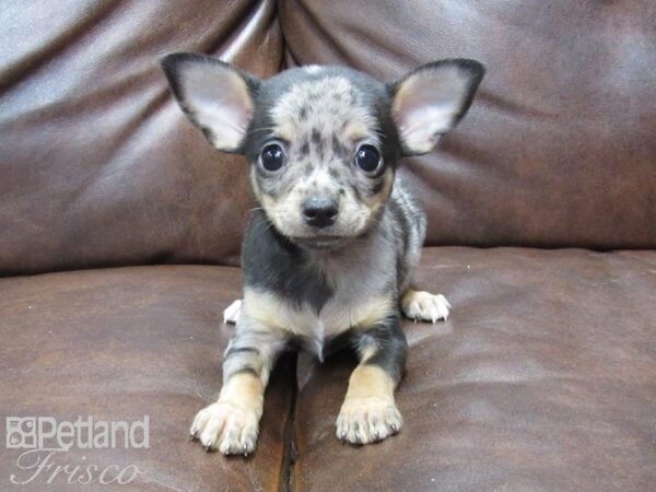 Chihuahua-DOG-Male-Merle-25166-Petland Frisco & Mckinney, Texas