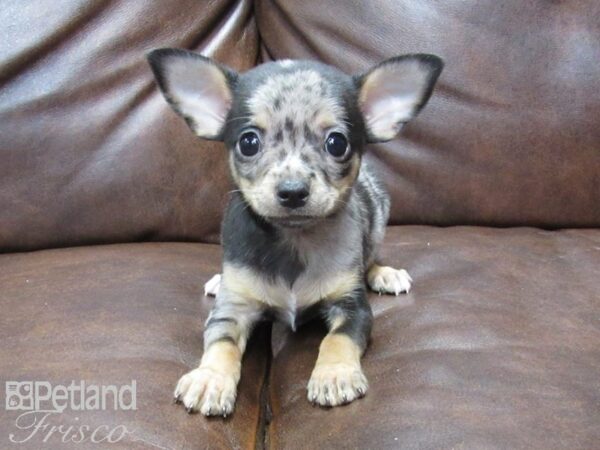 Chihuahua DOG Male Merle 25166 Petland Frisco, Texas