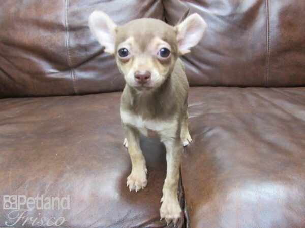 Chihuahua-DOG-Female-Chocolate-25160-Petland Frisco & Mckinney, Texas