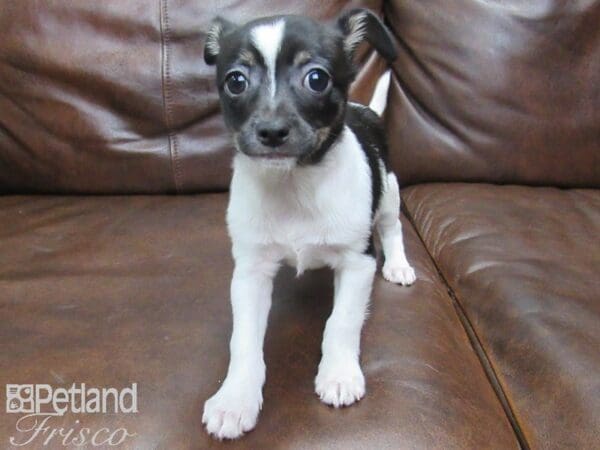 Chihuahua DOG Male Black & White 25158 Petland Frisco, Texas