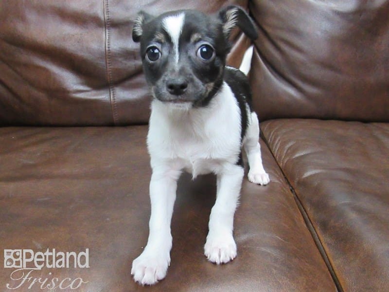 Chihuahua-DOG-Male-Black & White-2676041-Petland Frisco, Texas