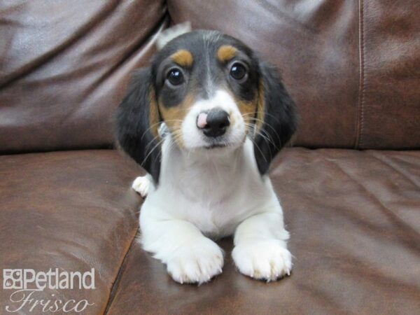 Miniature Dachshund DOG Male Tri 25148 Petland Frisco, Texas