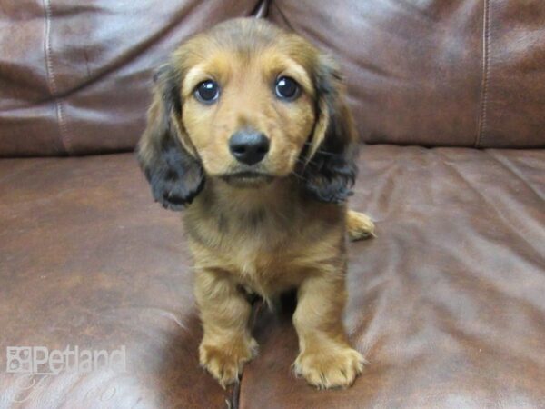 Miniature Dachshund DOG Male Red 25135 Petland Frisco, Texas