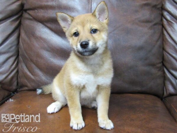 Shiba Inu-DOG-Female-Red-25128-Petland Frisco & Mckinney, Texas